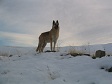 German Shepherd Dog in Snow.jpg